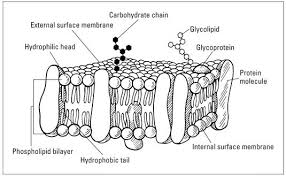 Fluid Mosaic Model Diagram The Fluid Mosaic Model Of The