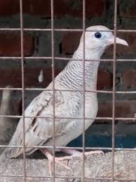 Tips membedakan perkutut lokal alam dan perkutut lokal ternakan. Pengusaha Perkutut Kab Jepara Facebook