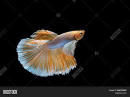 Rs 200 / noget latest price. Moving Moment Gold Image Photo Free Trial Bigstock