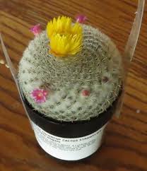 Why do they put fake flowers on cactus? Cactus And Succulents Forum Glued On Flowers Garden Org
