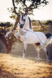 You Can T Help But Be Stunned By The Beauty Of The Arabian Horse The Arabian Breed Is Known For Its Striking Elegan Horses Animals Beautiful Beautiful Horses
