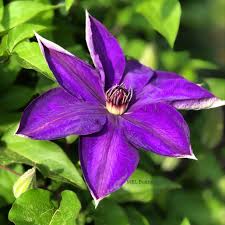 We did not find results for: Maureen S Artistic Eye On Plants Todayheadline