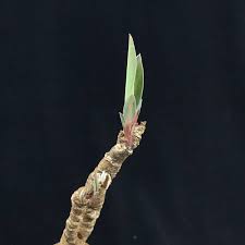 Image result for Euphorbia eranthes