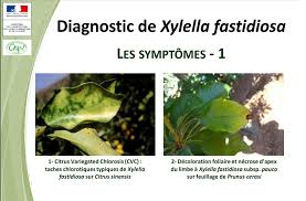 Image result for xylella fastidiosa oleander symptoms