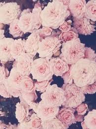 Pin Van Hajaar Diaa Op Backgrounds Roze Bloemen Bloem Achtergrond Pioenrozen