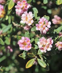 Image result for Thymelaeaceae