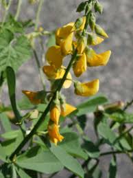 Image result for Crotalaria lukomae