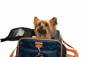 Amazon photos unlimited photo storage free with prime. Pet Friendly Airline Spotlight Jetblue S Jetpaws Program Petrelocation