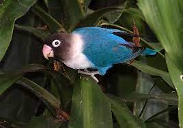 Masked Love Bird In Cobalt Blue From Colombia Pet Birds Birds Beautiful Birds