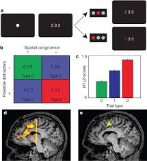 Anterior cingulate cortex (acc) showed different modulatory interactions with the right mfg and spl. Human Dorsal Anterior Cingulate Cortex Neurons Mediate Ongoing Behavioural Adaptation Nature