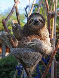 15 Adorable Sloths Here To Remind You To Slow Down And Enjoy Life Cute Sloth Pictures Cute Baby Sloths Cute Animals