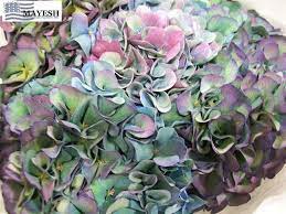 Pimpernel Blue Antique Hydrangea Flower Hydrangea Heuchera Plants Outdoor