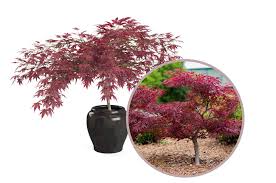 All this makes the leaves very patterned. Top 10 Japanese Maple Tree Varieties Plantingtree