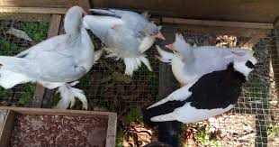 Setelah 1 bulan, baru anak burung merpati atau piyik bisa dipisahkan. Begini Cara Atasi Tembolok Merpati Yang Keras Taugitu Com