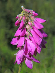 Image result for Hedysarum