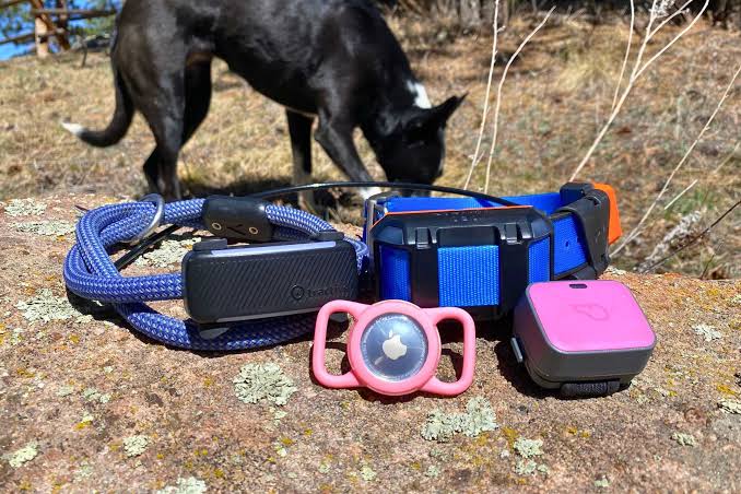 7 Best GPS Dog Collars of 2026 (Tested and Reviewed)