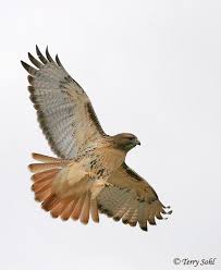 Check spelling or type a new query. Identification Keys And Tips Common Buteo Hawks
