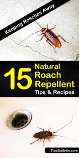 How to keep cockroaches away. 15 Simple But Effective Roach Repellent Recipes