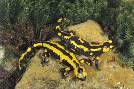 Wie Siedele Ich Salamander In Meinem Garten An Berliner Morgenpost