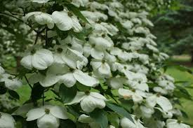 Image result for Cornus
