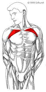 The neglected role of the chest muscles in singing. How To Create The Ultimate Upper Chest Workout