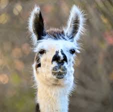 Image result for llama