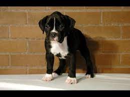 What does flashy mean in reference to boxer pups? Marilyn Sealed Brindle Boxer Pup 6 Weeks Youtube