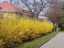 U Zlatice Odstranujte Stare Vetve A Mlade Vyhony Zkracujte Country Roads The Outsiders Country