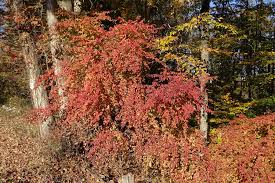 Image result for Tephrosia radicans