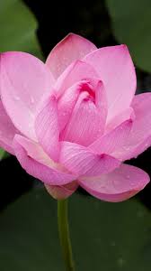 Pink Lotus Flower Wallpaper Iphone Android Desktop Backgrounds Lotus Flower Wallpaper Flower Wallpaper Lotus Flower Pictures