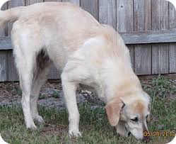 Largo Fl Golden Retriever Meet Tiffany A Pet For Adoption