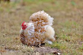 Maybe you would like to learn more about one of these? Martijn S Cochin Poultry Home Facebook