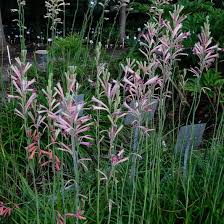 Image result for Polianthes tuberosa