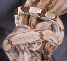 Baby Guyana Red Tailed Boas For Sale Red Tail Boa Beautiful Snakes Cute Snake