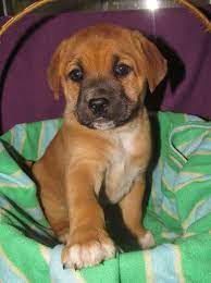 A Cute Little Black Mouth Cur Hunting Dog Black Mouth Cur Dog Black Mouth Cur Puppies Black Mouth Cur