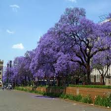 Once crafted, the wood will turn into 4 jacaranda wood planks. Blue Jacaranda Tree Seeds Jacaranda Mimosifolia 30seeds Etsy