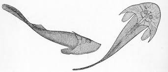 Image result for Cephalaspis