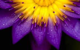 Flowers are precious beauty of nature, which gives expression to our emotions. Macro Purple Yellow Flower Wallpaper 2880x1800 30942