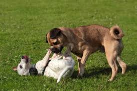 Car il semble bien démontré qu'ils rêvent eux aussi. Reproduction Du Chien Comment Se Passe L Accouplement D Un Chien Vetostore