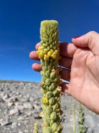 Image result for Ocimum urundense