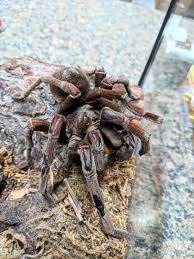 Camels have long been domesticated and, as livestock, they provide food (milk and meat) and textiles (fiber and felt from hair). The Goliath Birdeater Theraphosa Blondi Giant Huntsman Spider Reptiles Huntsman Spider