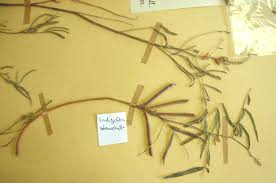 Image result for Indigofera stenophylla