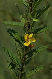 Image result for Chamaecrista falcinella
