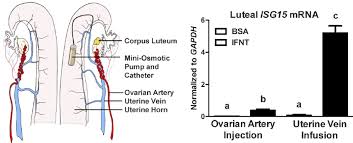 Systemic Delivery Of Roifnt Through Either The Uterine Vein Or The Download Scientific Diagram