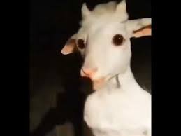 Nicki Minaj I M The Goat Youtube