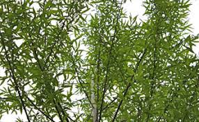 These trees have a beautiful shape with long cylinder leaves. A Perfect Shade Of Tree The Hybrid Willow Stark Bro S