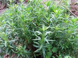 Image result for Nidorella ivifolia