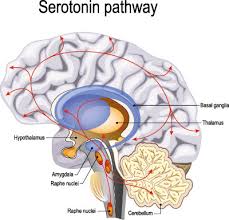 Erkrankungen aus den depressiven formenkreis werden heutzutage v. Ssri Bedingte Sexuelle Dysfunktion Ursachen Symptome Behandlung Medlexi De