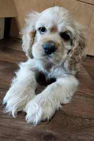 Image result for americký kokršpaněl