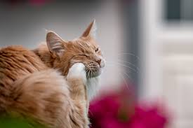 They are both caused by parasites that live under the skin. How To Treat Cheyletiella In Cats